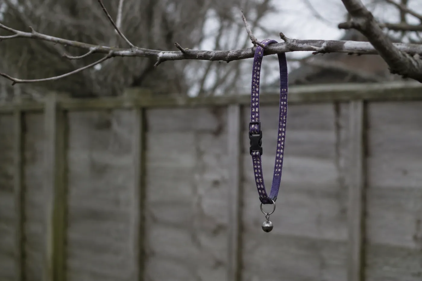 A cat collar caught and hanging from a low tree branch