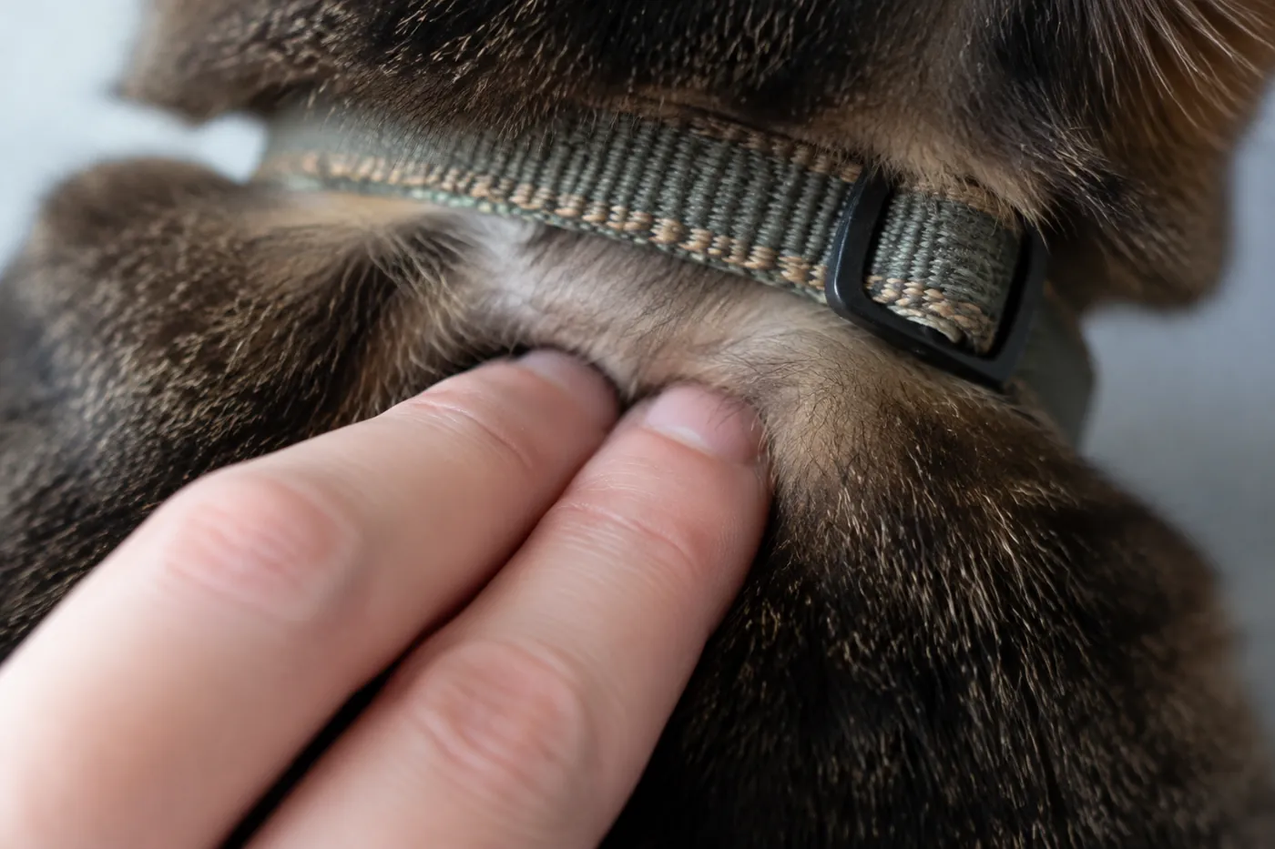 Two fingers held flat between a collar and a cat's neck