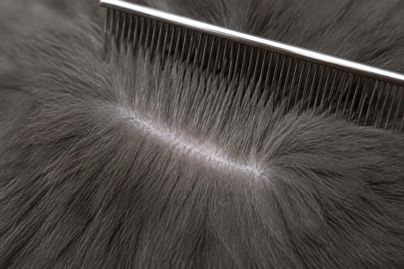 A comb parting a very dense blue-grey coat to the skin