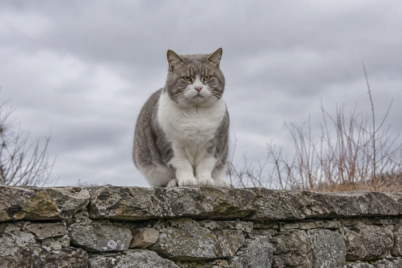 A stocky short haired cat sitting on a stone garden wall