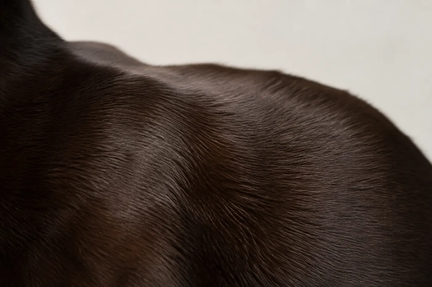 Close view of the very short close-lying sable coat of a Burmese, showing the satin sheen and no visible undercoat