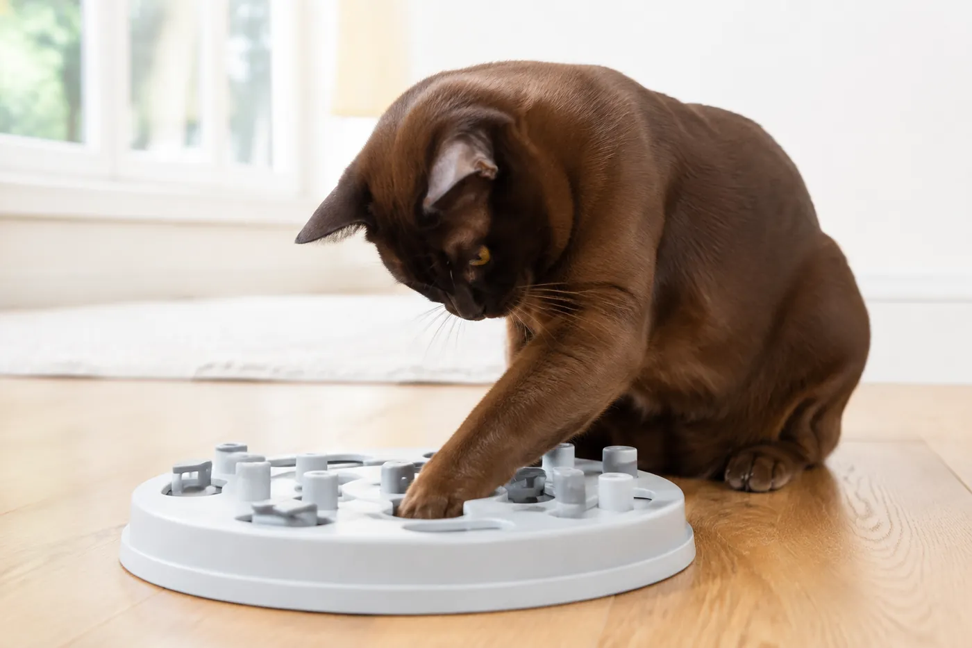 A Burmese working a treat out of a puzzle feeder with one front paw