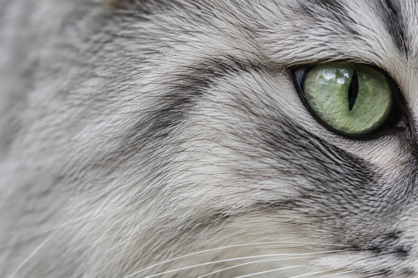 Extreme close view of silver shaded coat with dark tipping and a dark-rimmed green eye