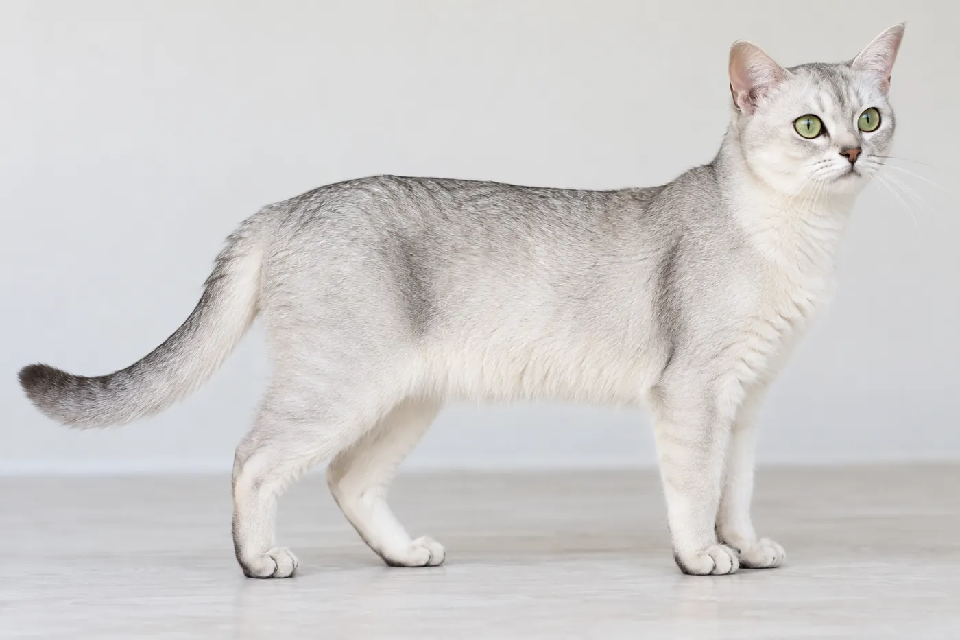 A silver shaded Burmilla standing in side profile showing its medium muscular body and elegant legs