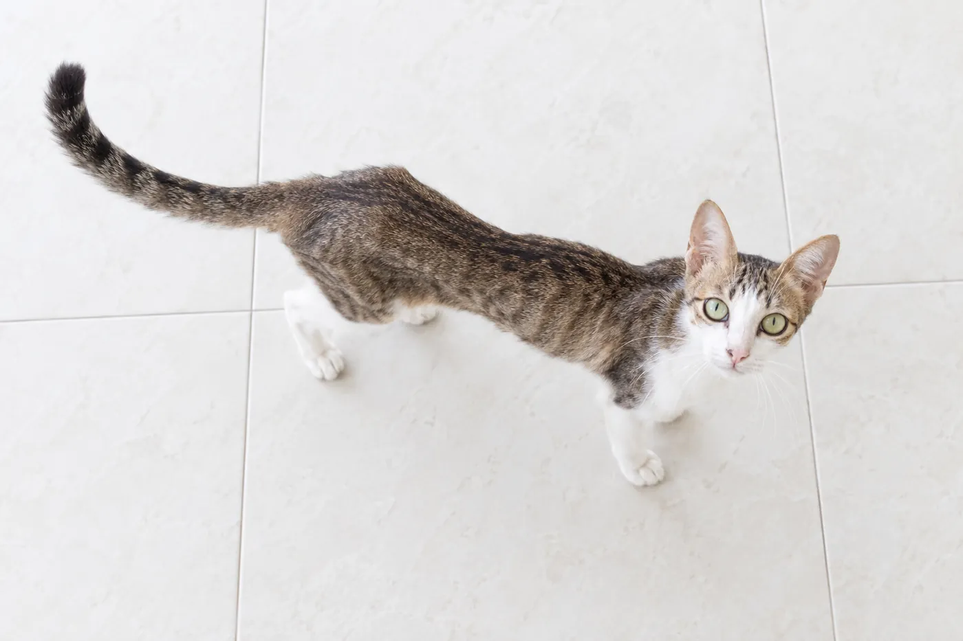 A cat photographed from directly overhead showing a visible waist behind the ribs