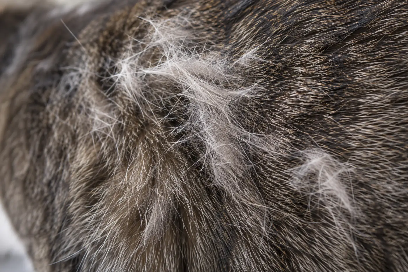 Close view of loose pale undercoat lifting clear of darker guard hairs