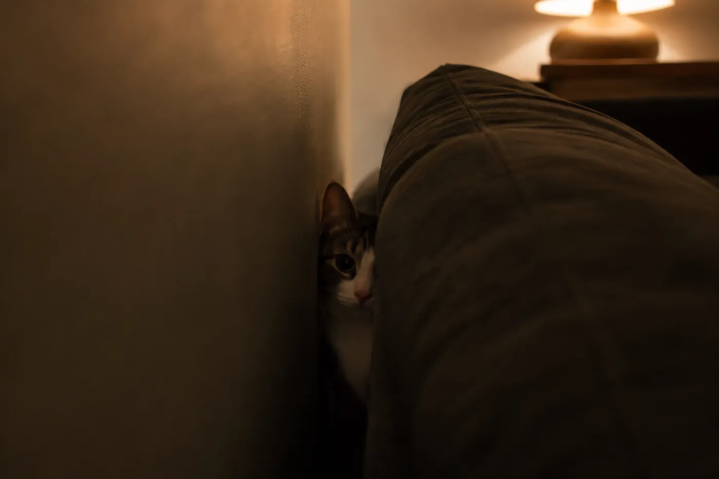 A cat pressed into the gap behind a sofa in a darkened room