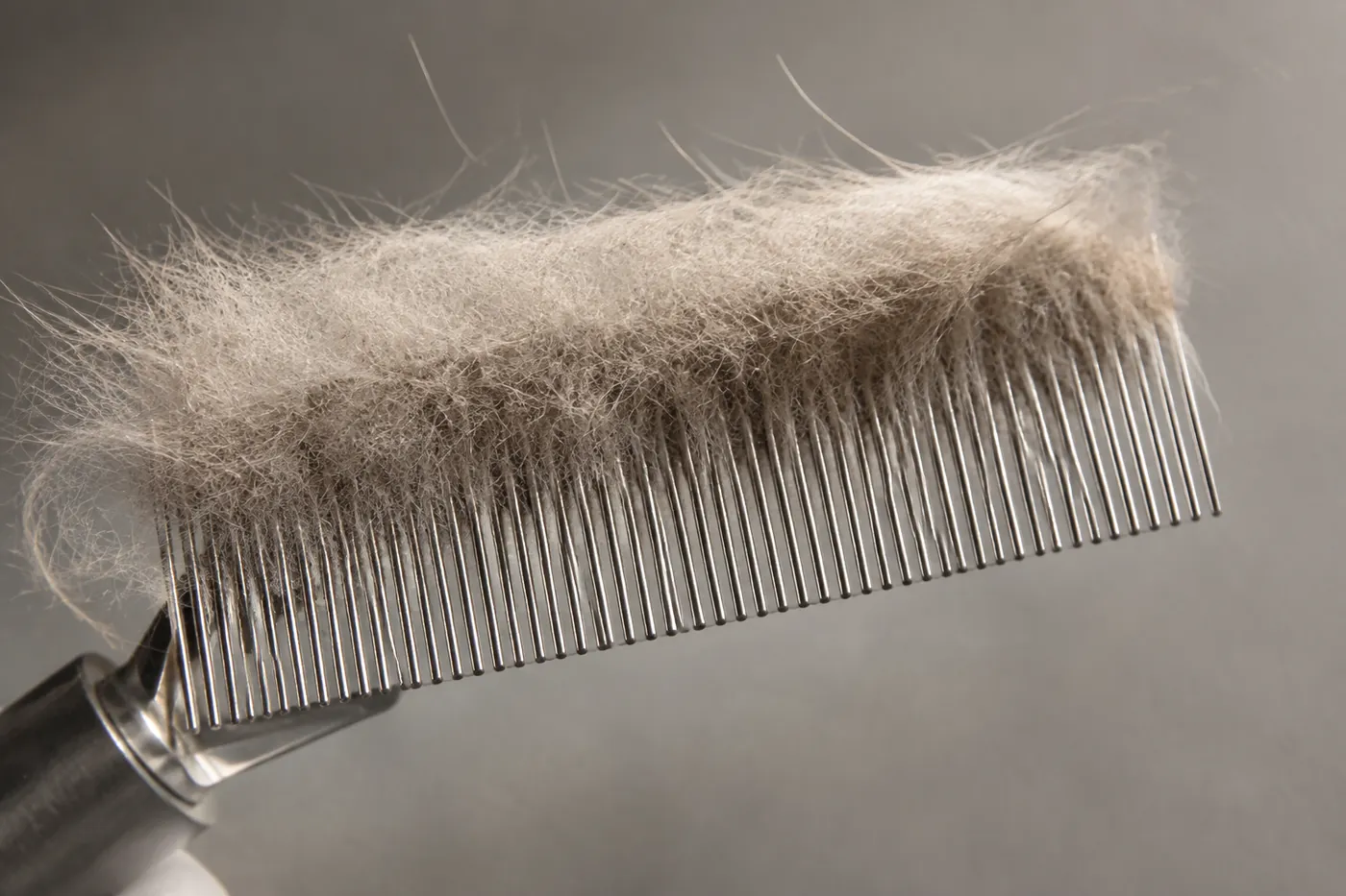 A metal comb lifted from a blue-gray coat carrying a thick pad of loose undercoat
