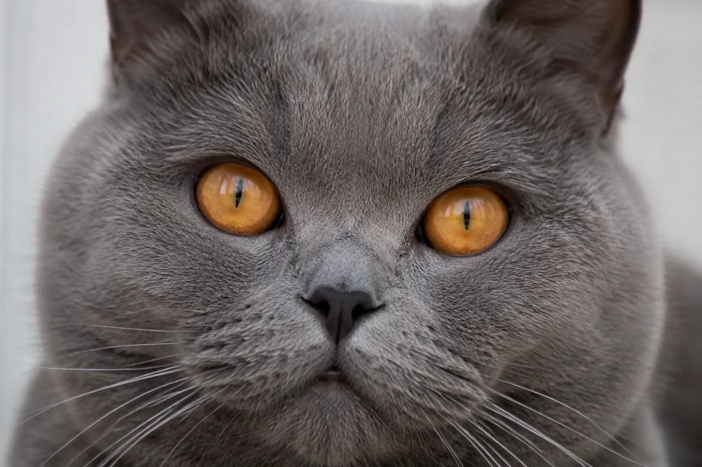 Close view of the face of a Chartreux, showing gold to copper orange eyes against a blue-gray coat