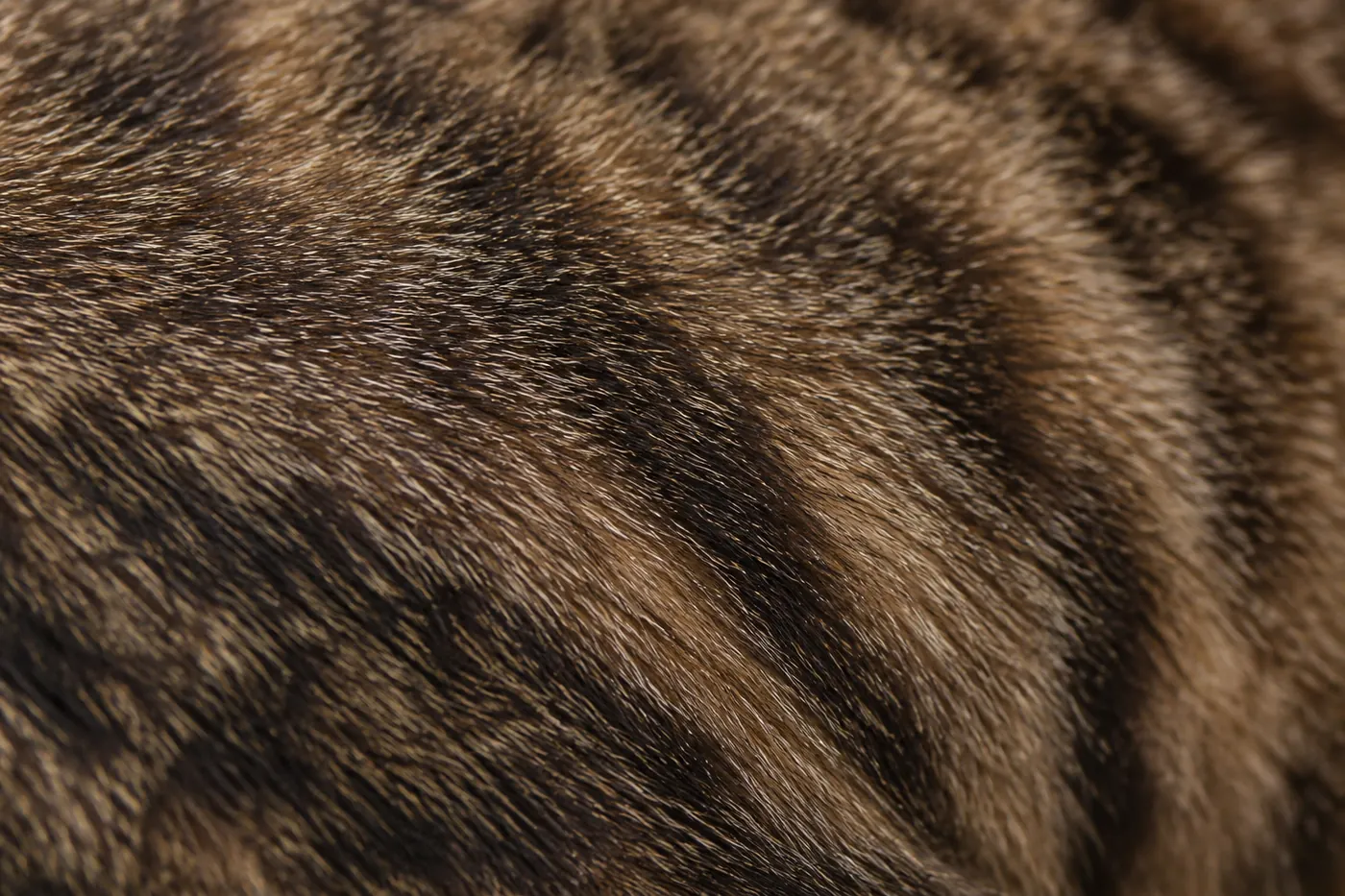 Close view of brown and black cat coat with speckled, pale-tipped hairs and soft, broken darker stripes
