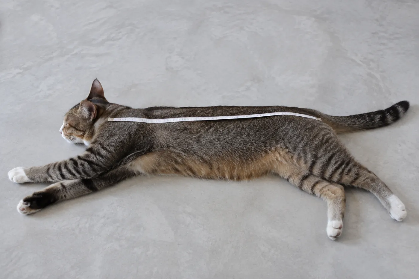 A tape measure laid along a cat lying stretched on its side