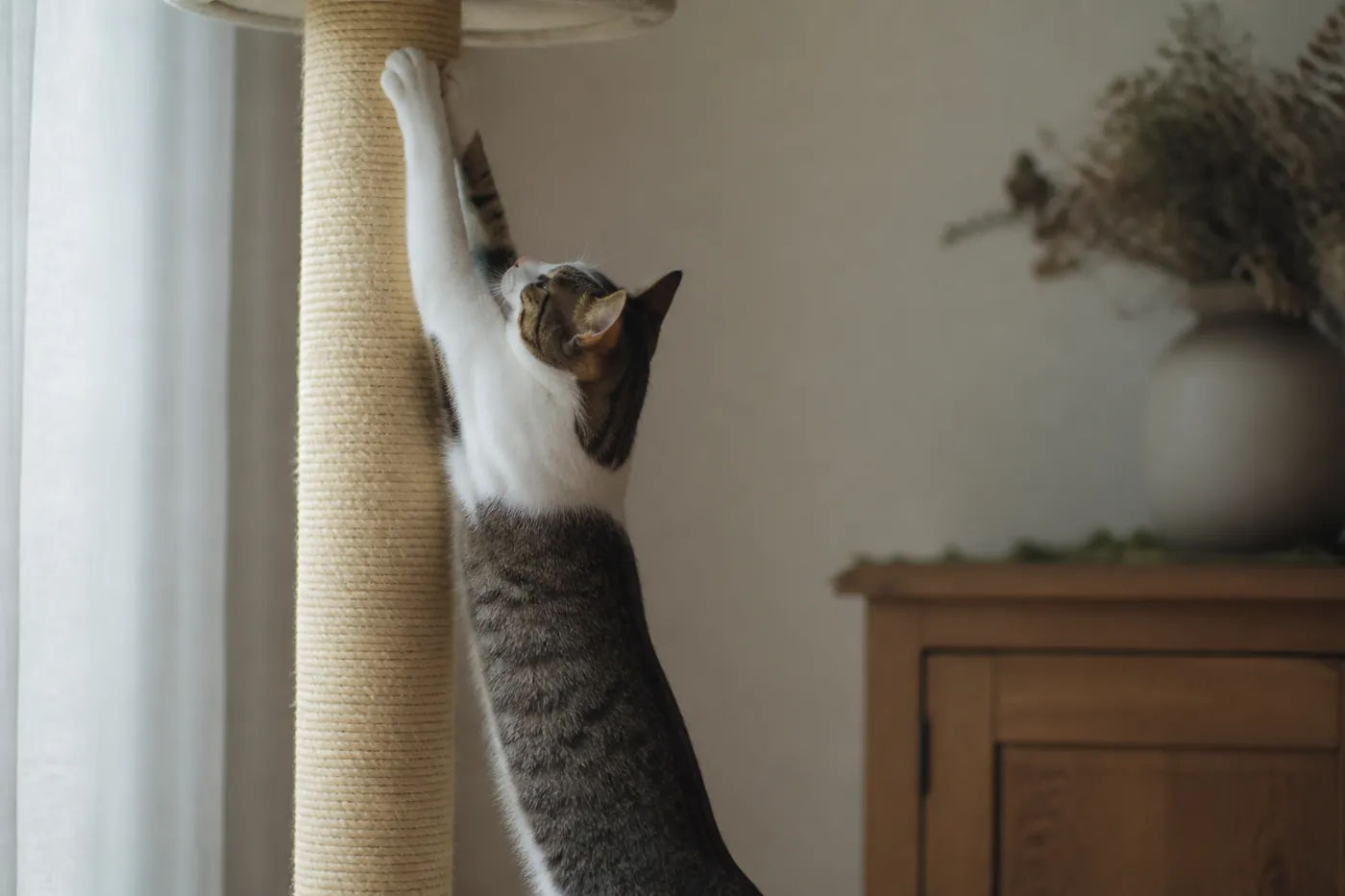 A cat stretched to full height against a tall sisal post