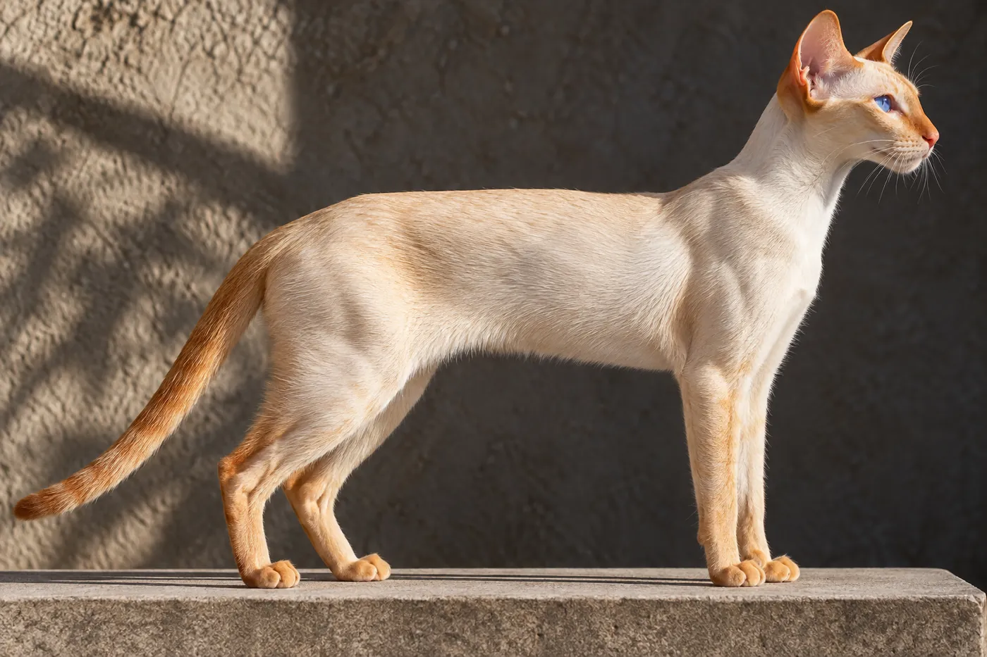 A red point Colorpoint Shorthair standing in strict side profile with a long fine-boned body and wedge head