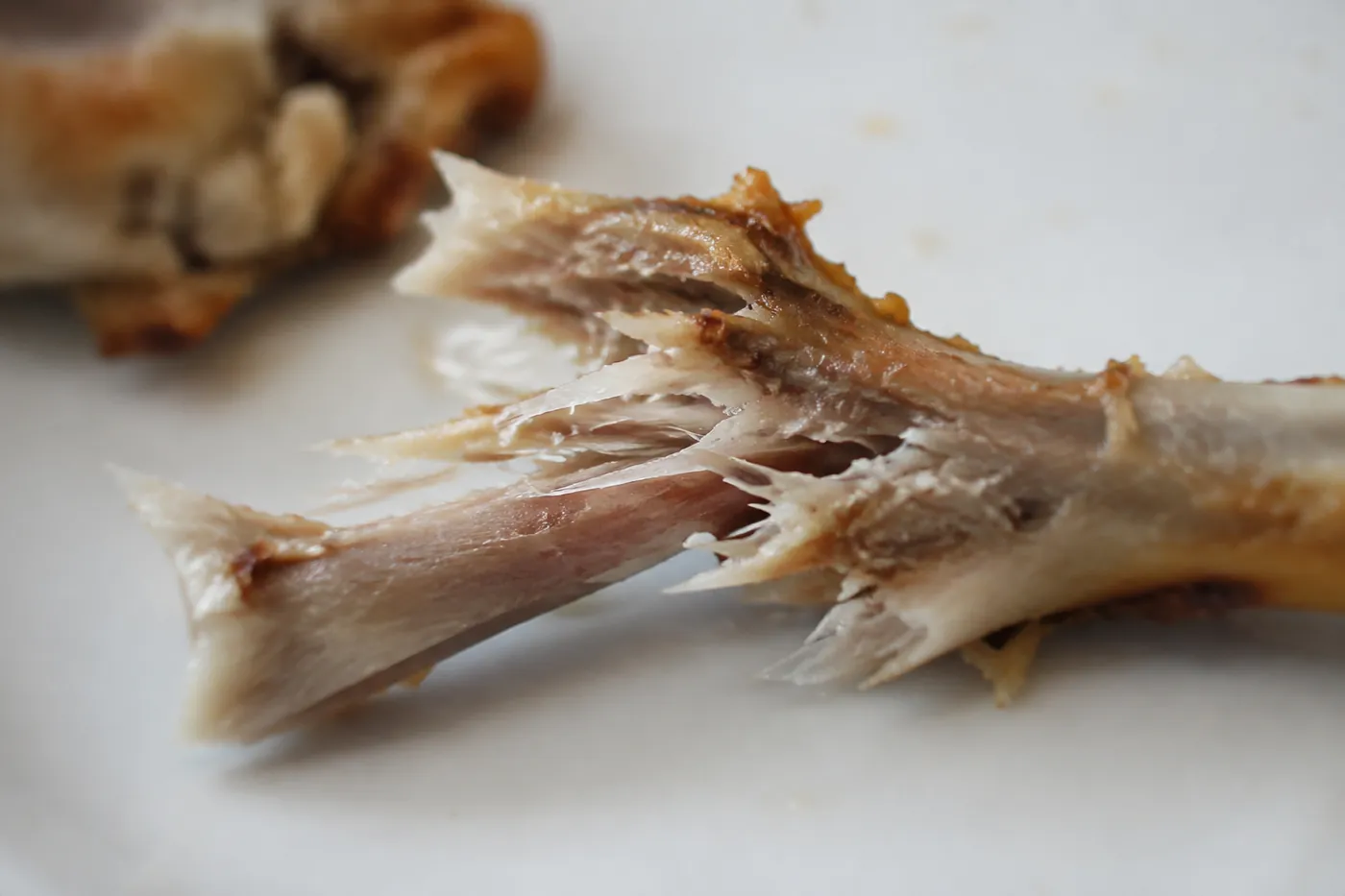 A splintered cooked chicken bone on a white plate