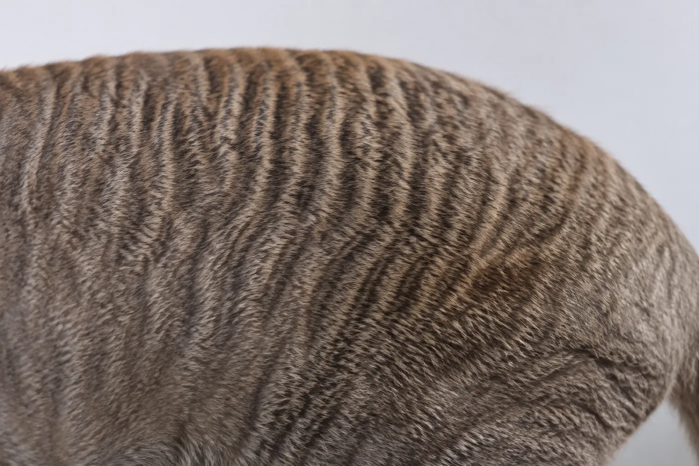 Close view of the tight marcel waves along the back and flank of a Cornish Rex coat, with no coarse guard hairs breaking the pattern