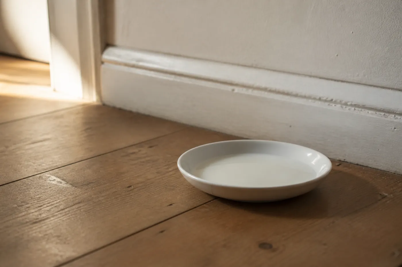 A shallow saucer of milk standing untouched on a wooden floor