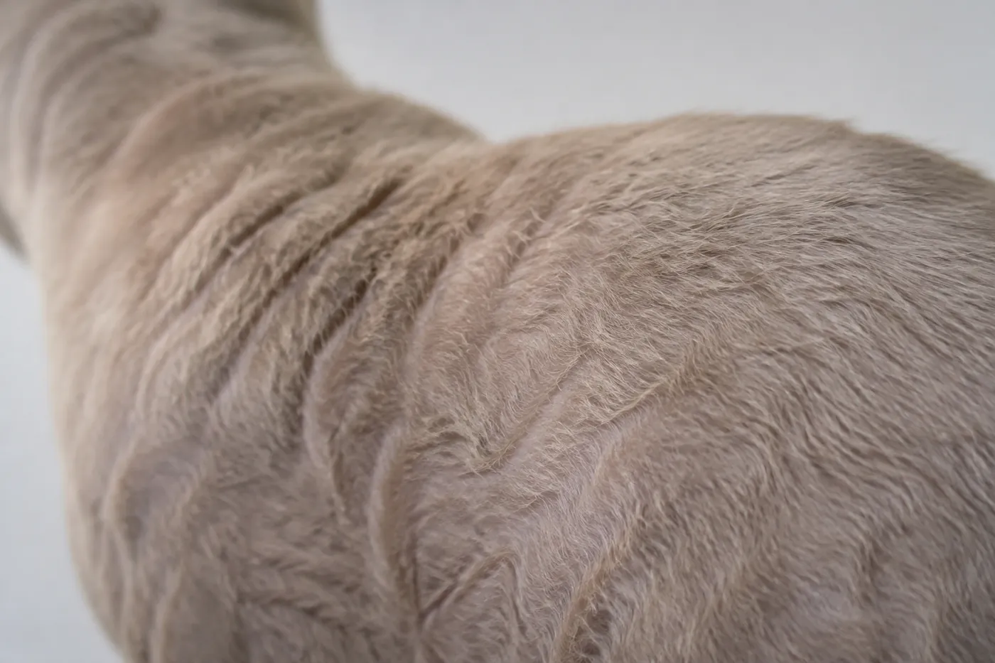 Close view of the soft short coat over the back and flank of a Devon Rex, lying in a loose irregular wave