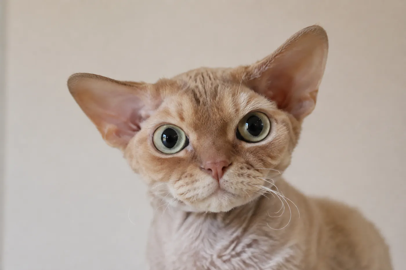 Front facing view of a Devon Rex head with large ears set low on the side of the head, wide cheekbones and large eyes