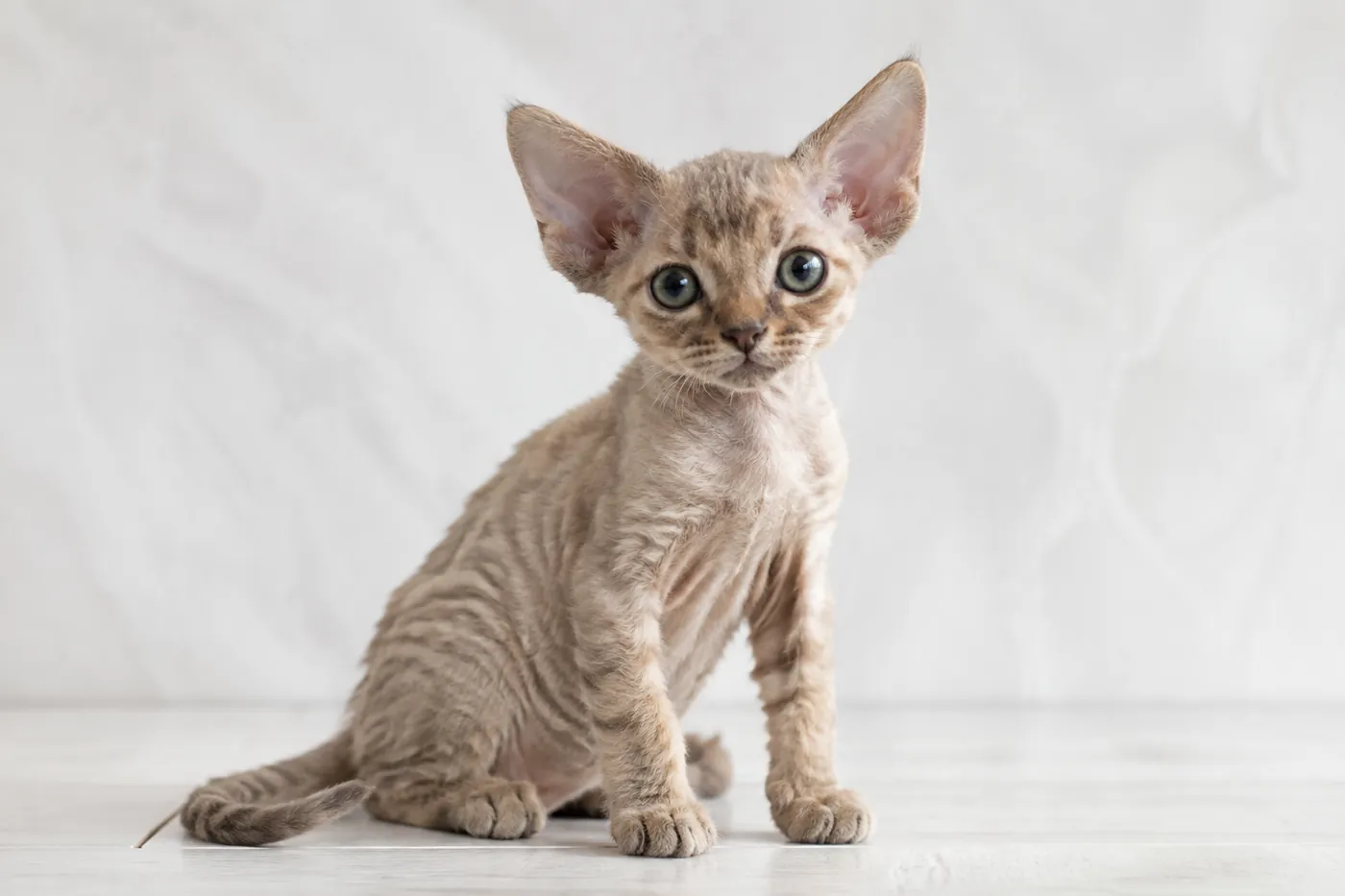 A young Devon Rex kitten sitting, showing a thin sparse coat over the back and flanks with no bare patches