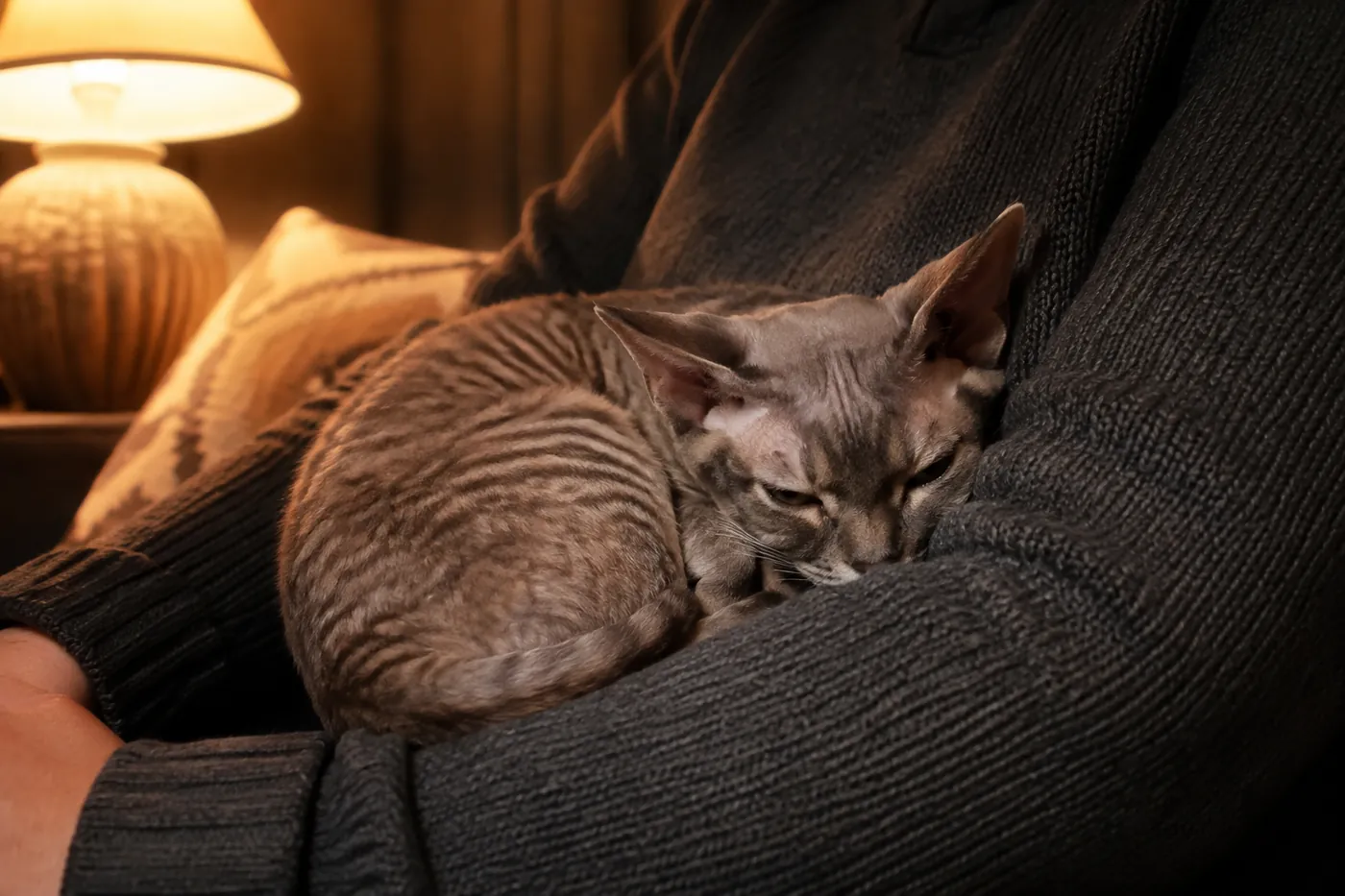 A Devon Rex curled tightly against a seated person, tucked into the contact with its large low set ears visible