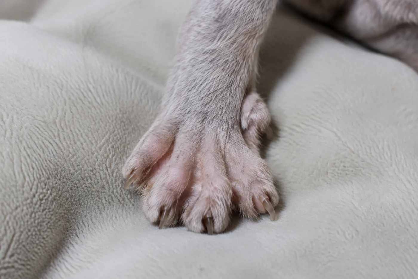Close view of a Devon Rex paw with the toes slightly spread, showing sparse fur between the toes and the folds of skin around the claws