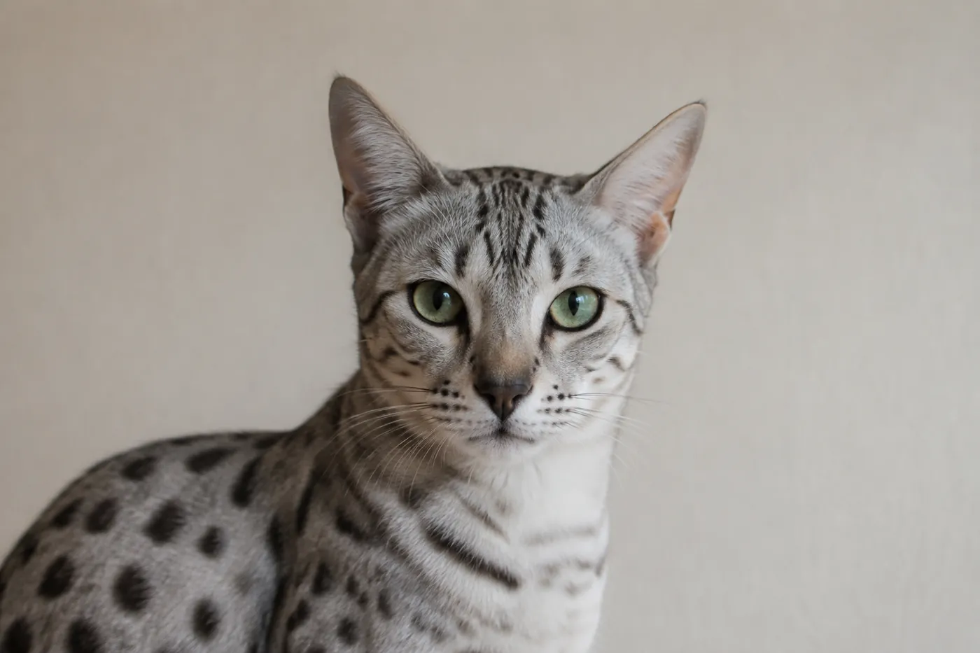 Front facing portrait of an Egyptian Mau with large green eyes under a level brow and dark markings on the cheeks and forehead
