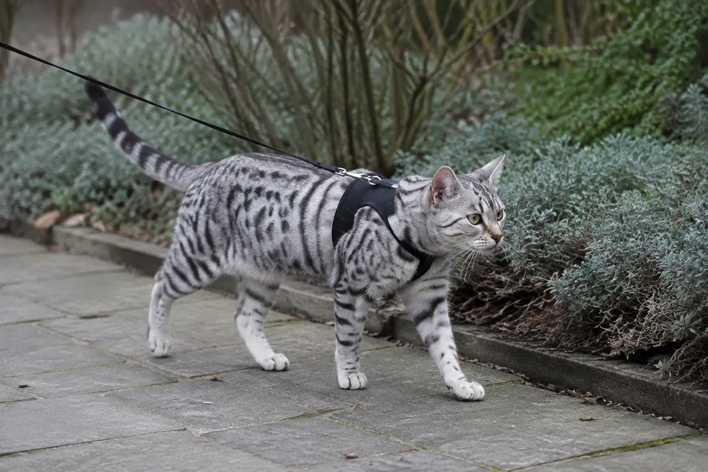 An Egyptian Mau wearing a fitted harness on a lead, walking along a garden path
