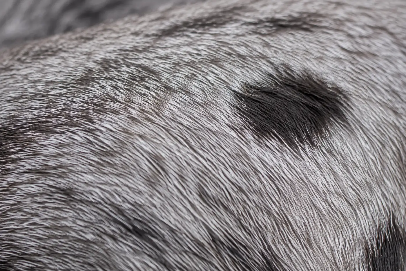 Close view of the short close-lying coat on an Egyptian Mau, with a dark spot against a pale silver ground
