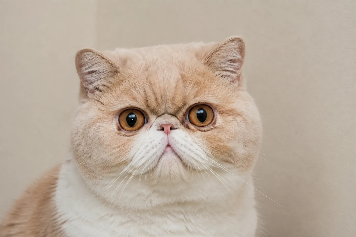 Front facing portrait of an Exotic Shorthair with a round massive head, a short snub nose and a deep break centred between the eyes