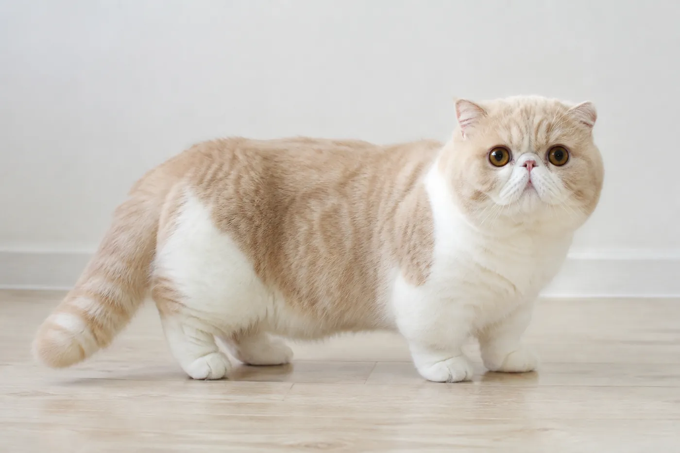 An Exotic Shorthair photographed side on, showing a short cobby body low on short thick legs
