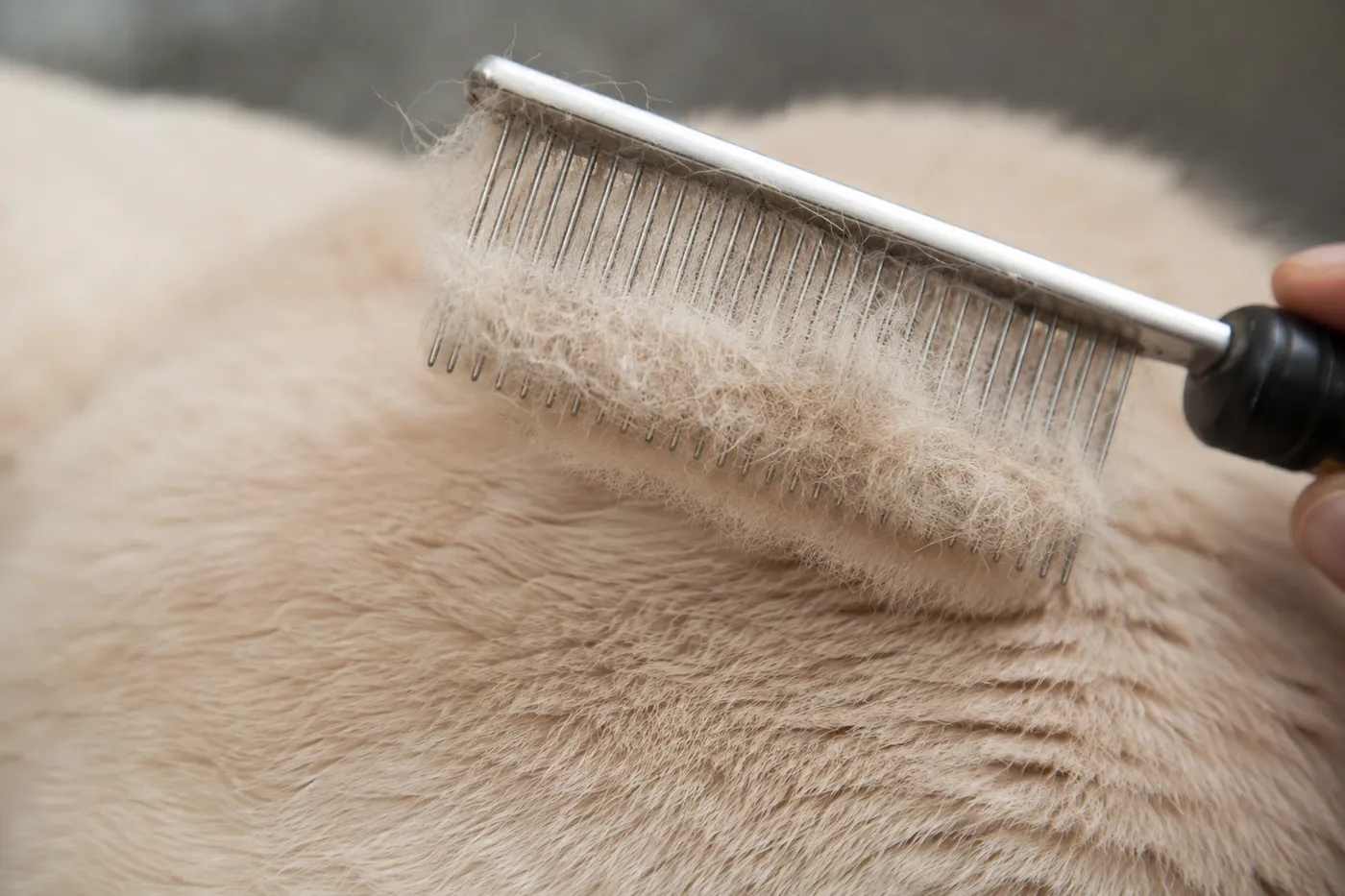 A steel comb lifted from a plush Exotic Shorthair coat carrying a pad of loose undercoat