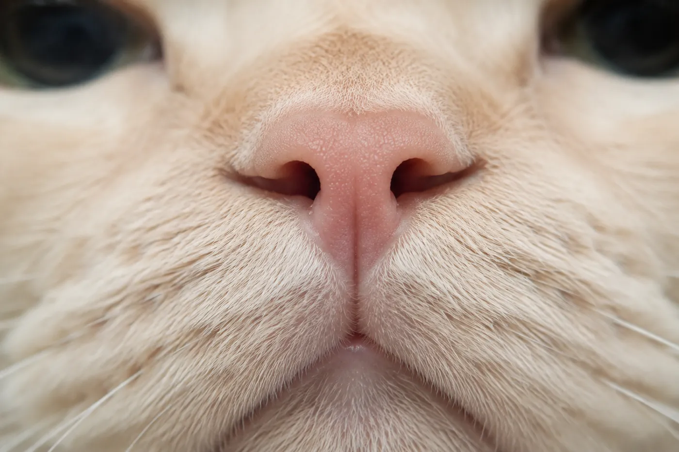 Close front view of an Exotic Shorthair nose, with the nose leather fully formed and both nostrils clearly open rather than narrowed