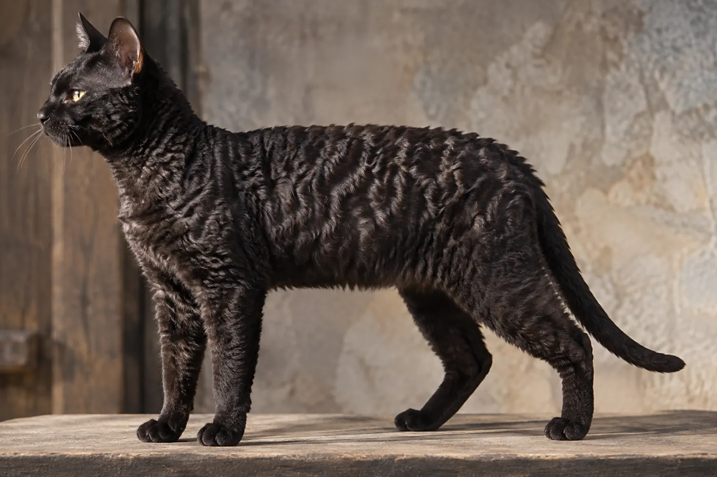 A healthy black German Rex standing in full side profile with loose coat waves visible