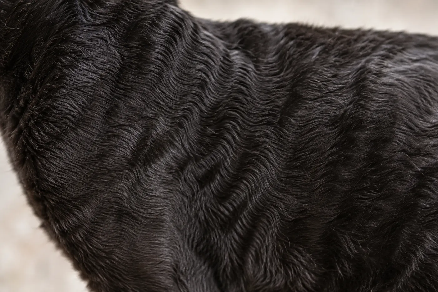 Close view of loose even waves across a healthy German Rex shoulder and flank