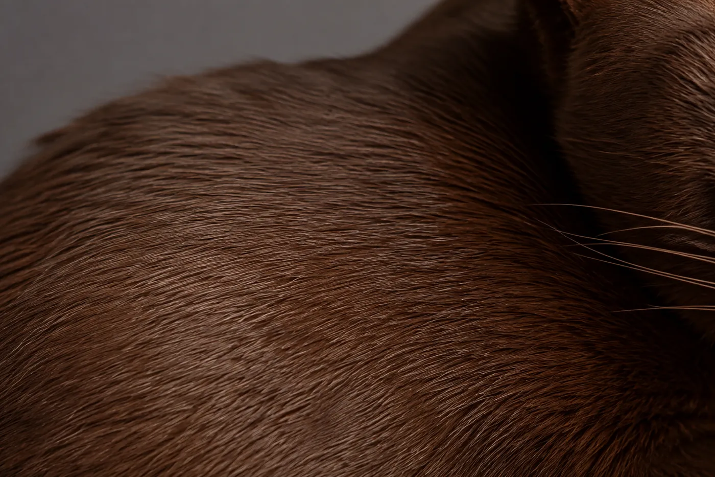 Close view of a Havana Brown coat showing one even shade of brown along the hair with no paler undercoat beneath