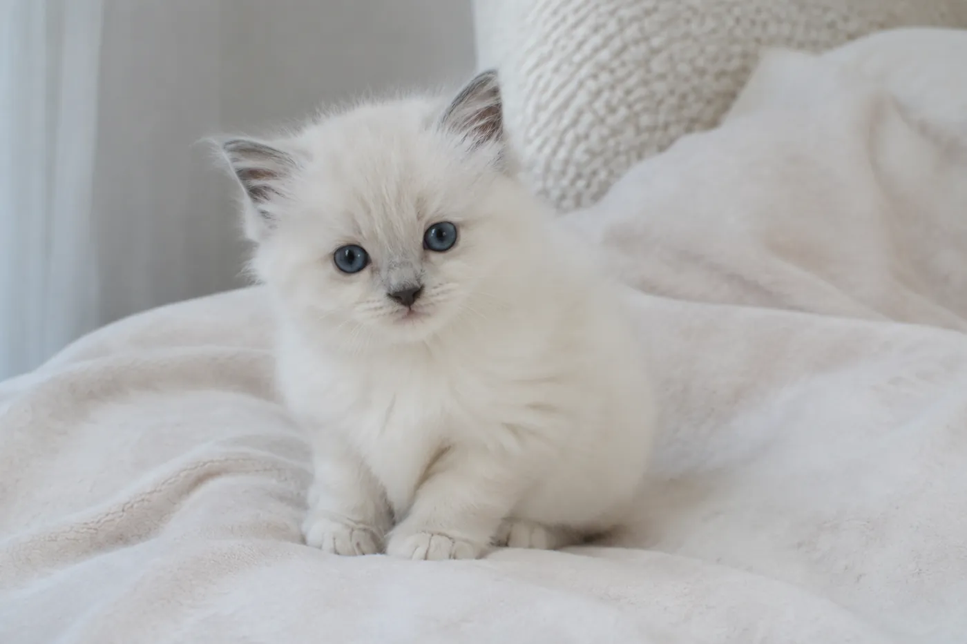 A very young pointed kitten with a cream coat and only faint grey shading at the ears and nose