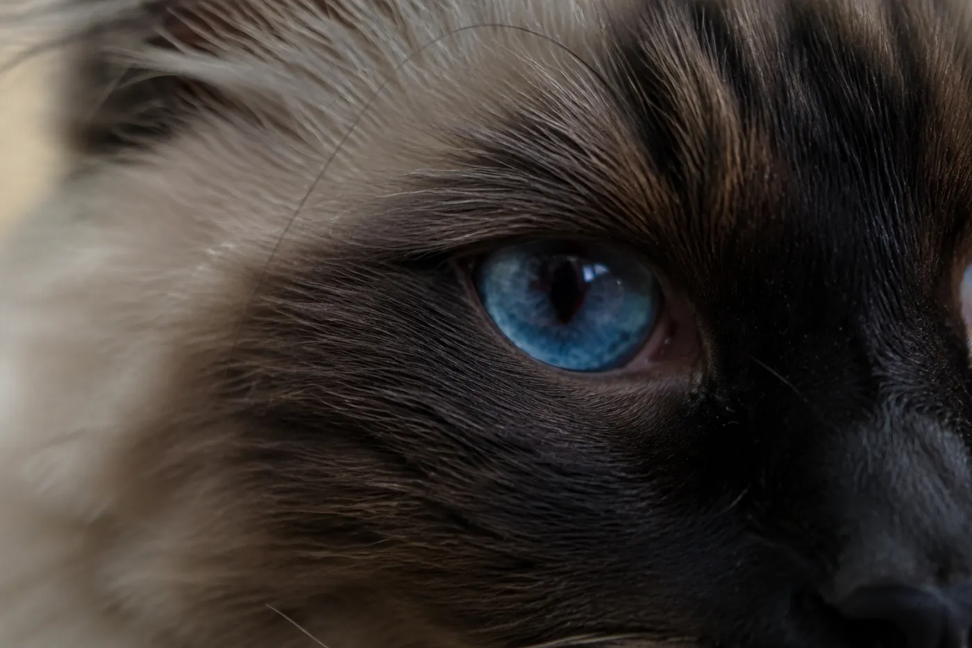 Close view of the deep blue eye of a seal point cat set in dark brown mask fur