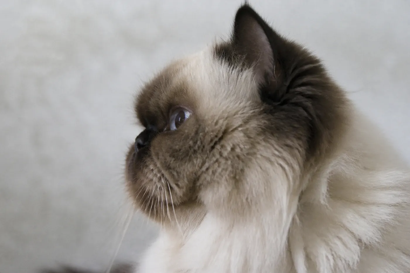 A seal point cat in strict profile, showing the nose leather sitting below the lower rim of the open eye