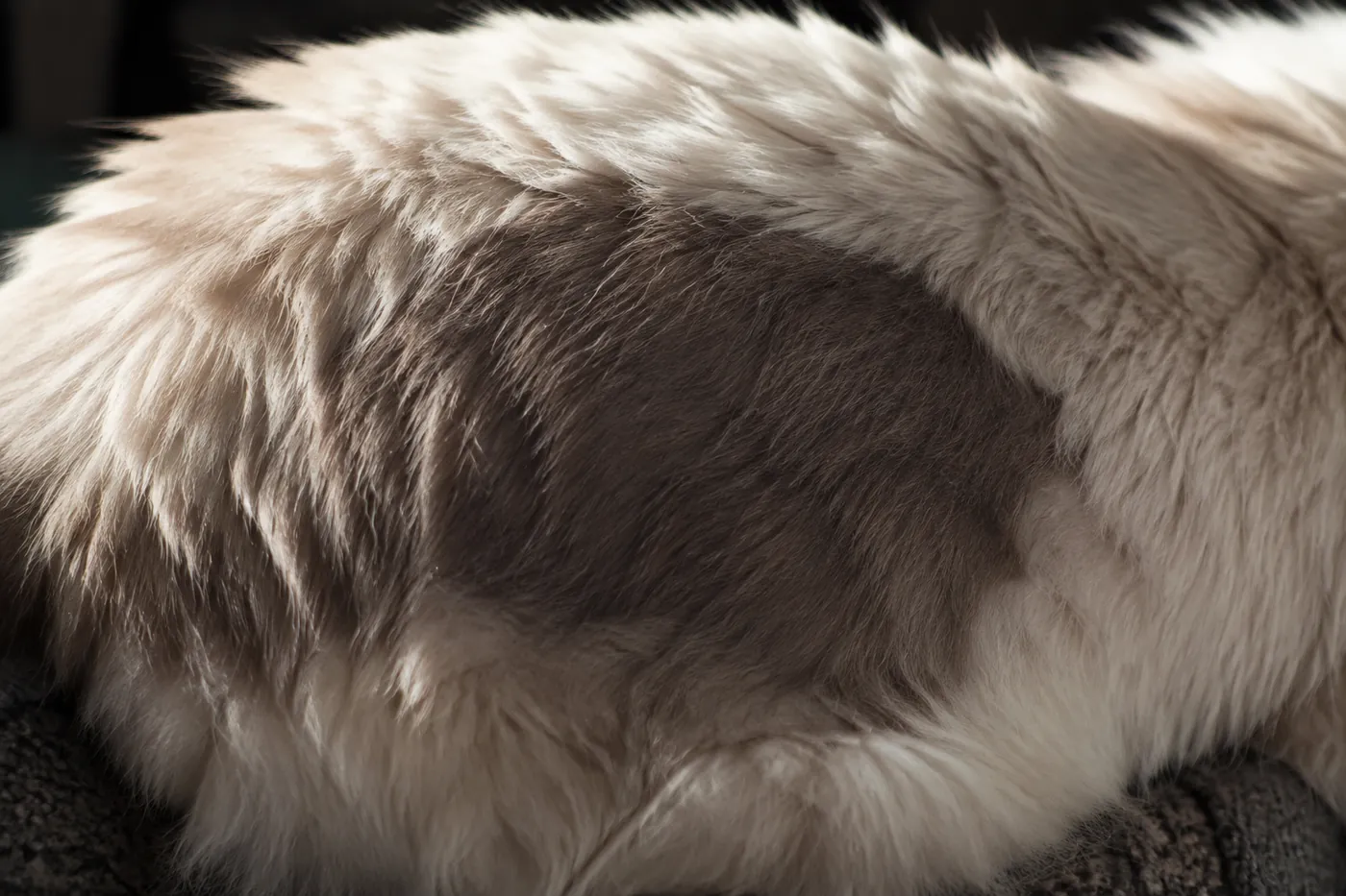 A patch of darker regrown fur on the pale flank of a long-haired cat, with a clear boundary against the original coat