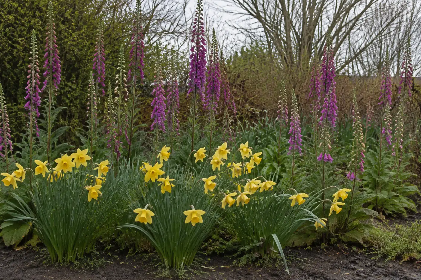 Foxglove and daffodil growing together in a garden border