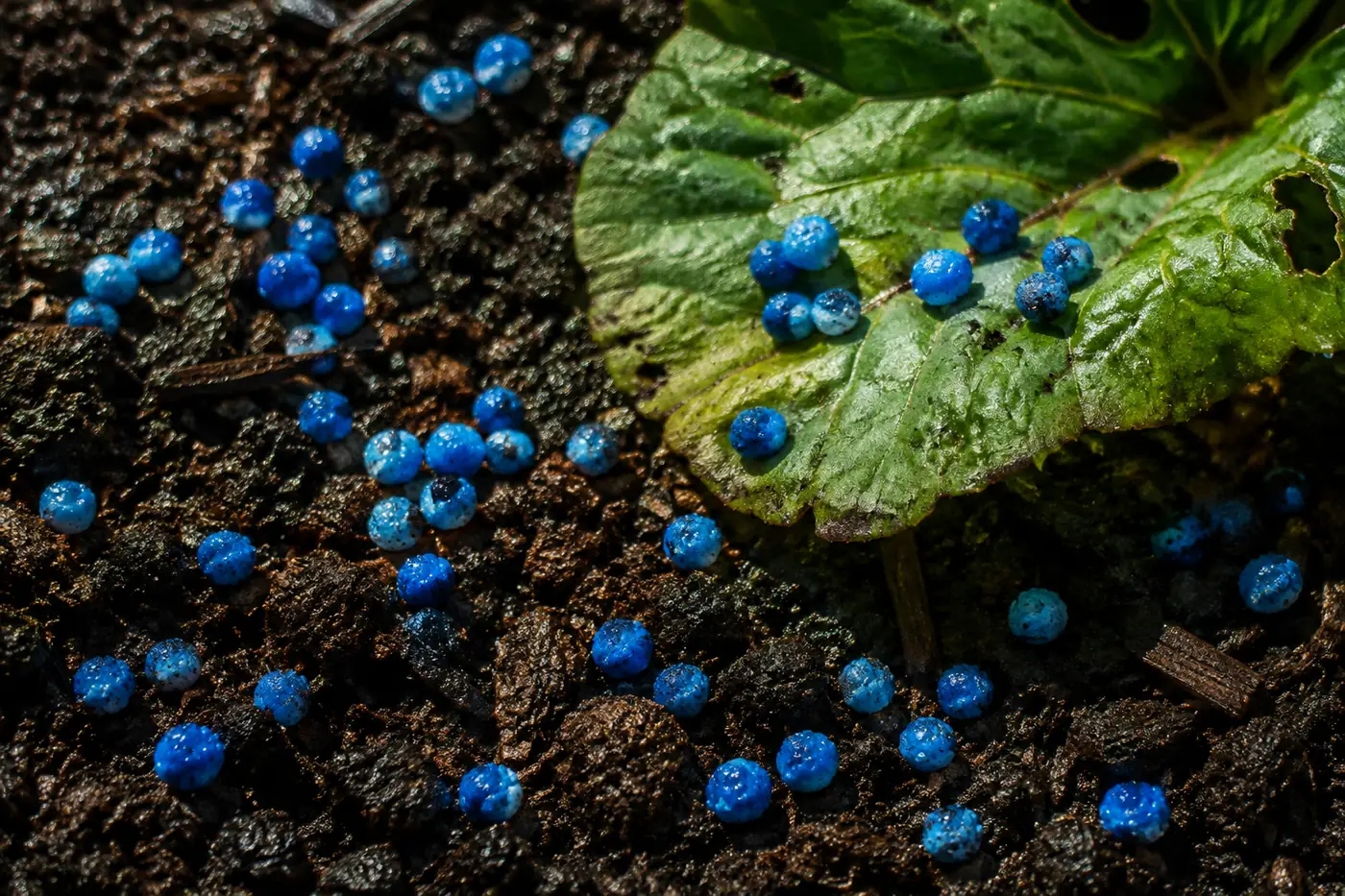 Blue slug pellets scattered across dark soil in a flower bed