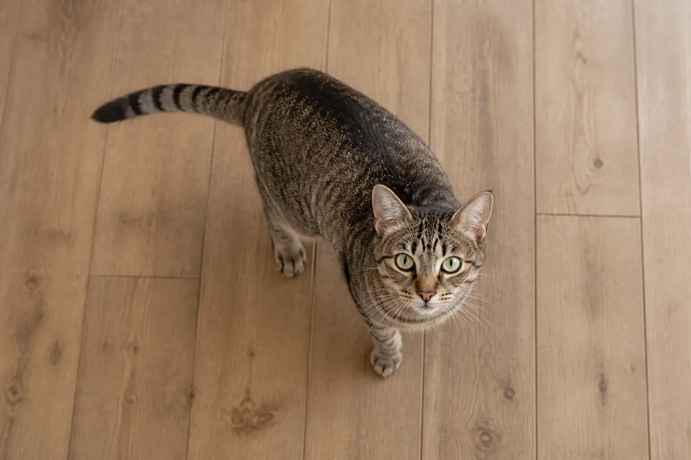 A cat photographed from directly above, showing the waist behind the ribs