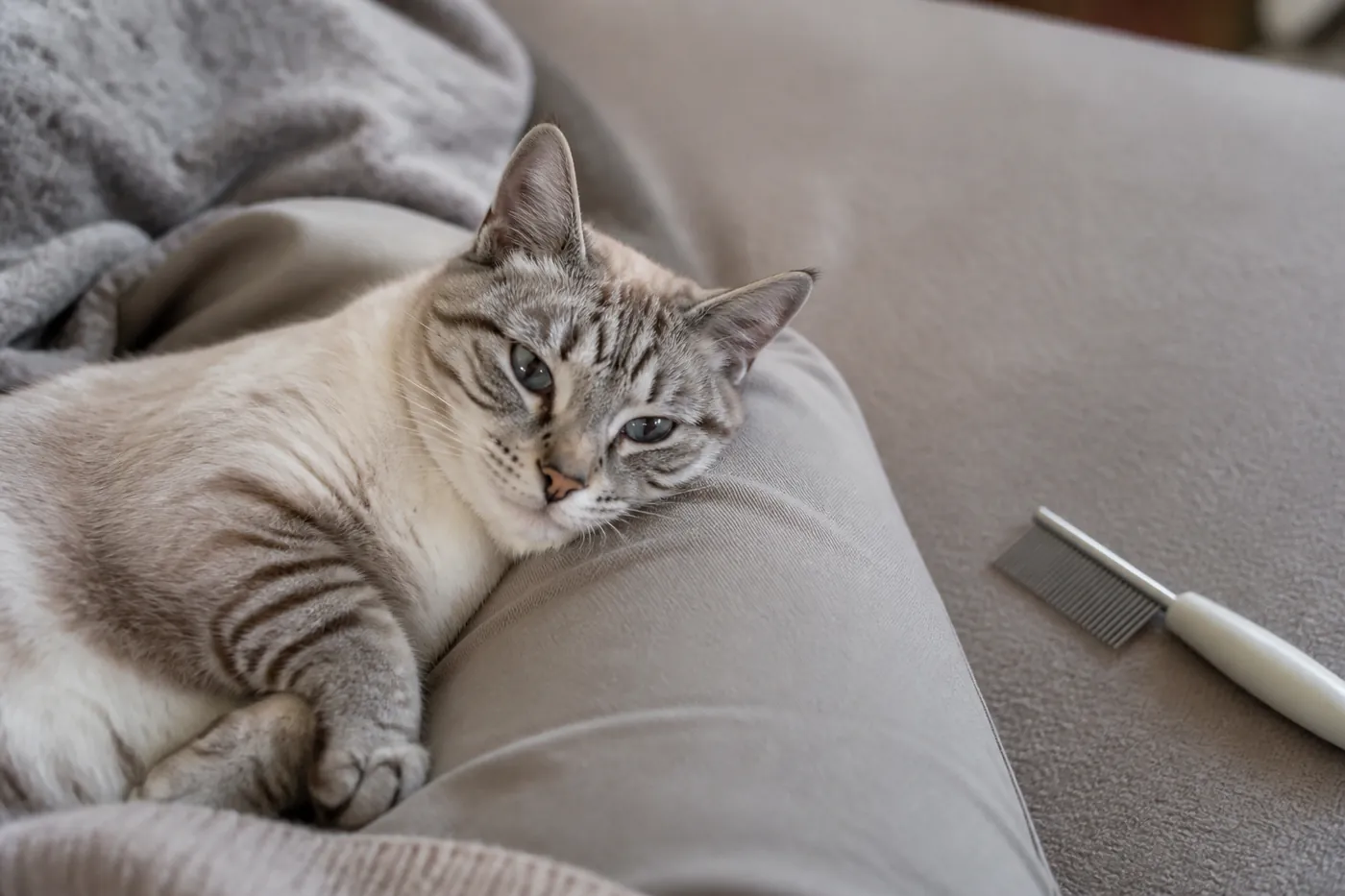 A cat resting calmly on a lap beside a comb set down within reach