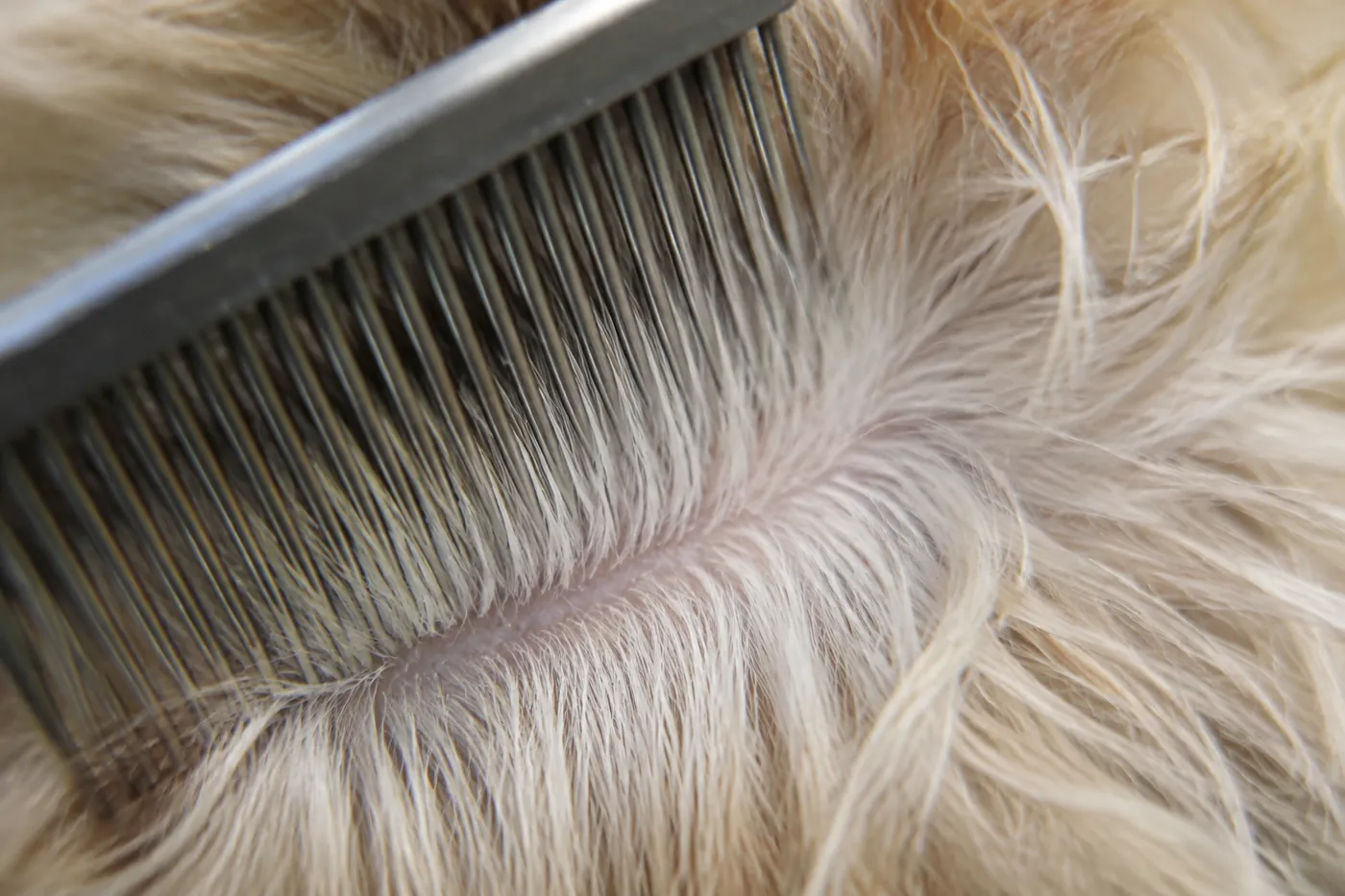 A section of long fur lifted to show the comb working from the skin outwards