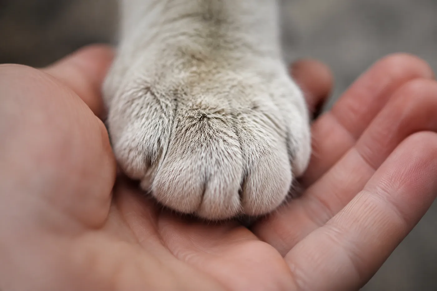 A cat's paw resting in an open human palm