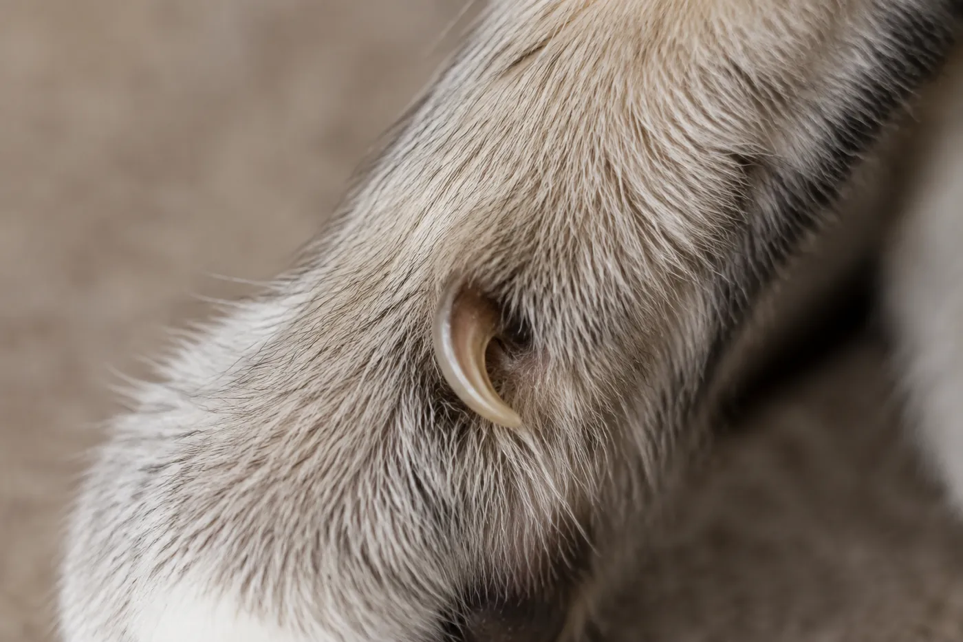 The dewclaw high on the inside of a cat's foreleg