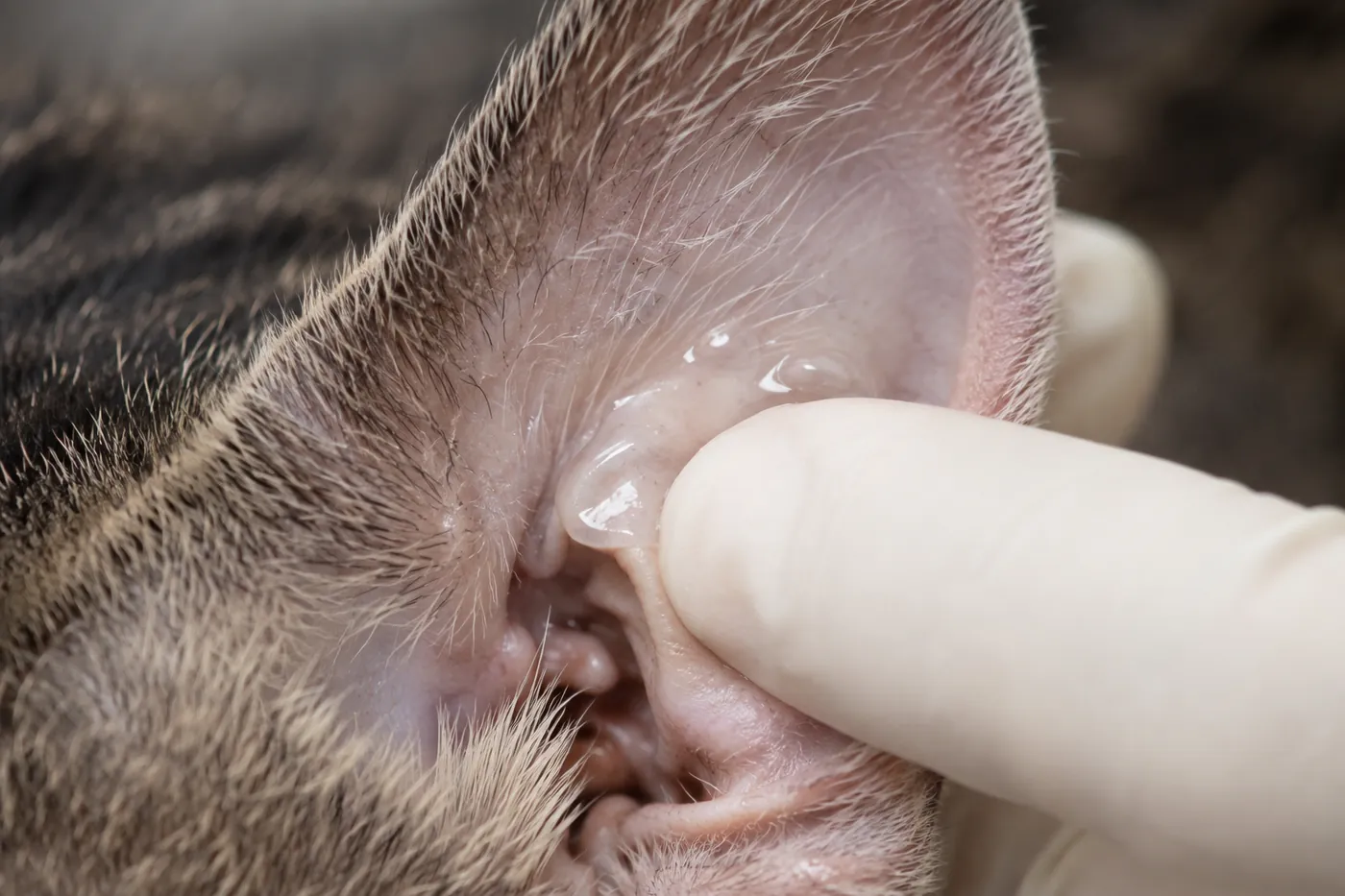 A gloved fingertip applying a small amount of gel to the inside of a cat's ear flap