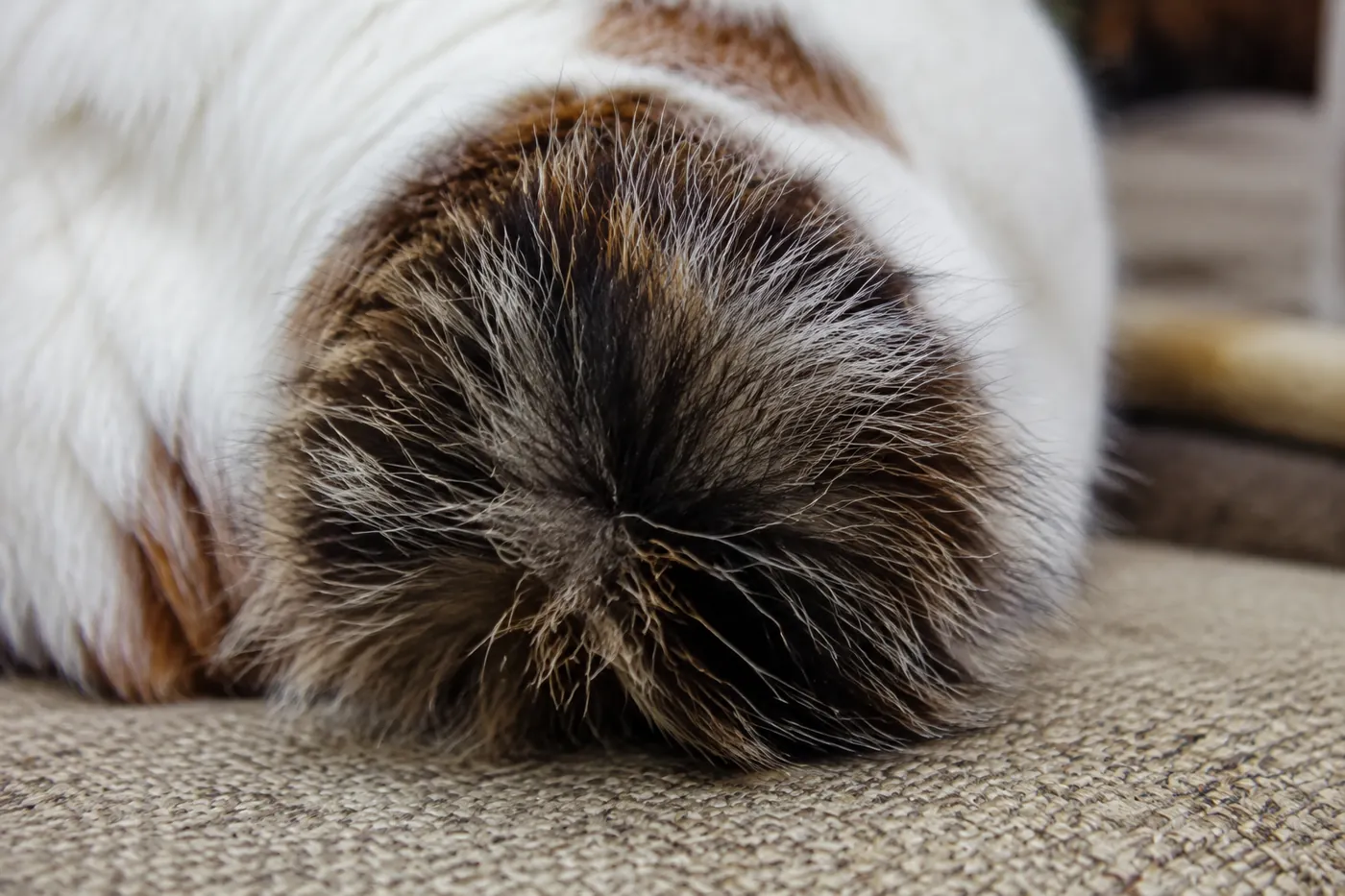Extreme close view of the short pom-pom tail of a cat, the fur fanning outward and hiding the bone underneath