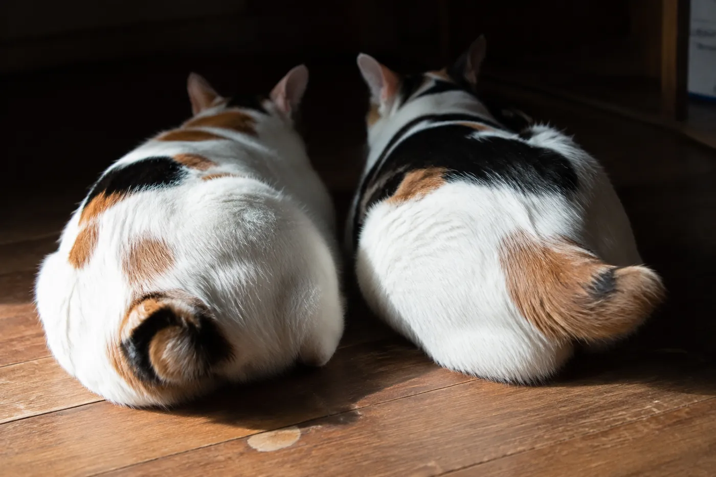 Two short-tailed cats resting side by side seen from behind, one tail curled tight against the body and the other a longer stub angled outward