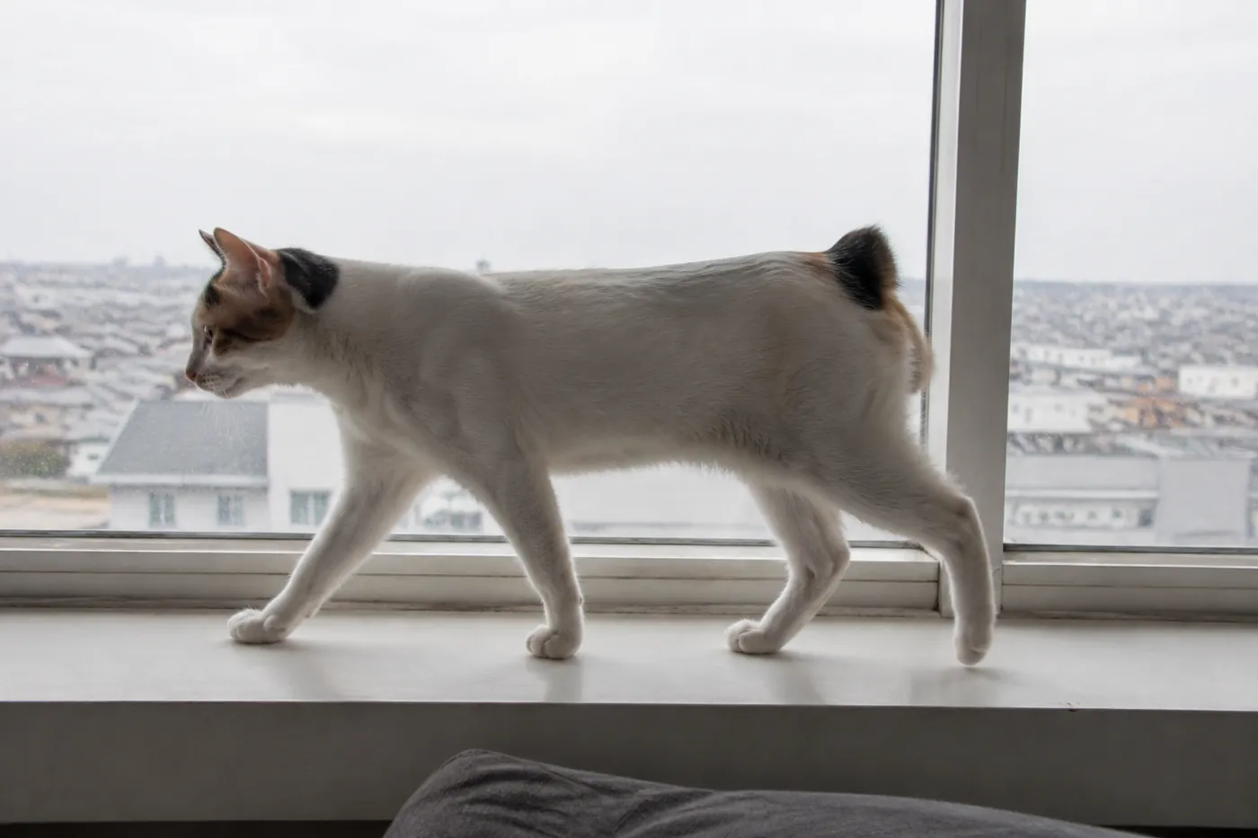 A short-tailed cat photographed side on mid-stride along a windowsill, showing long legs and a level back
